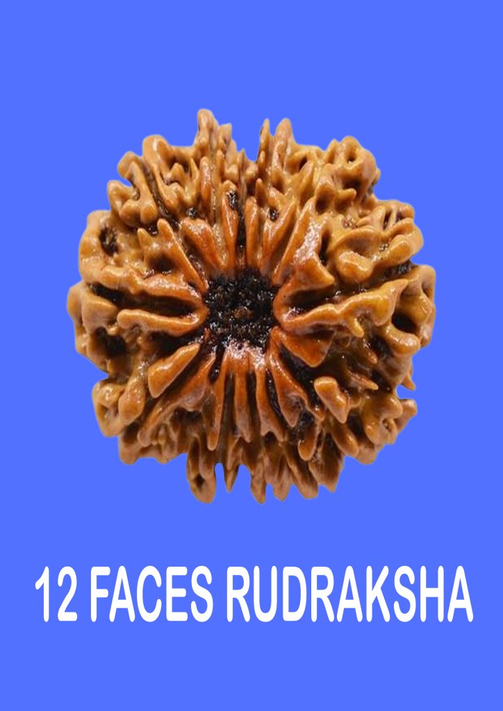 Bhuto Raksha 12 FACE RUDRAKSHA ( Baro Mukhi Rudraksha ) - Astro Gour
